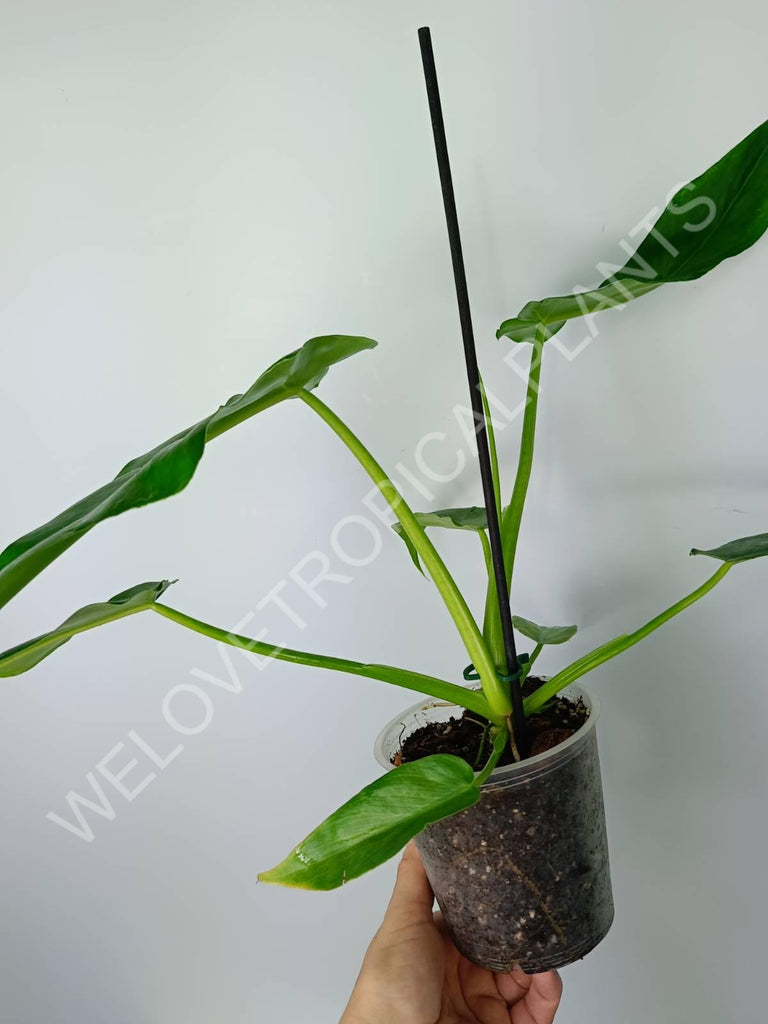 Philodendron bob cee 