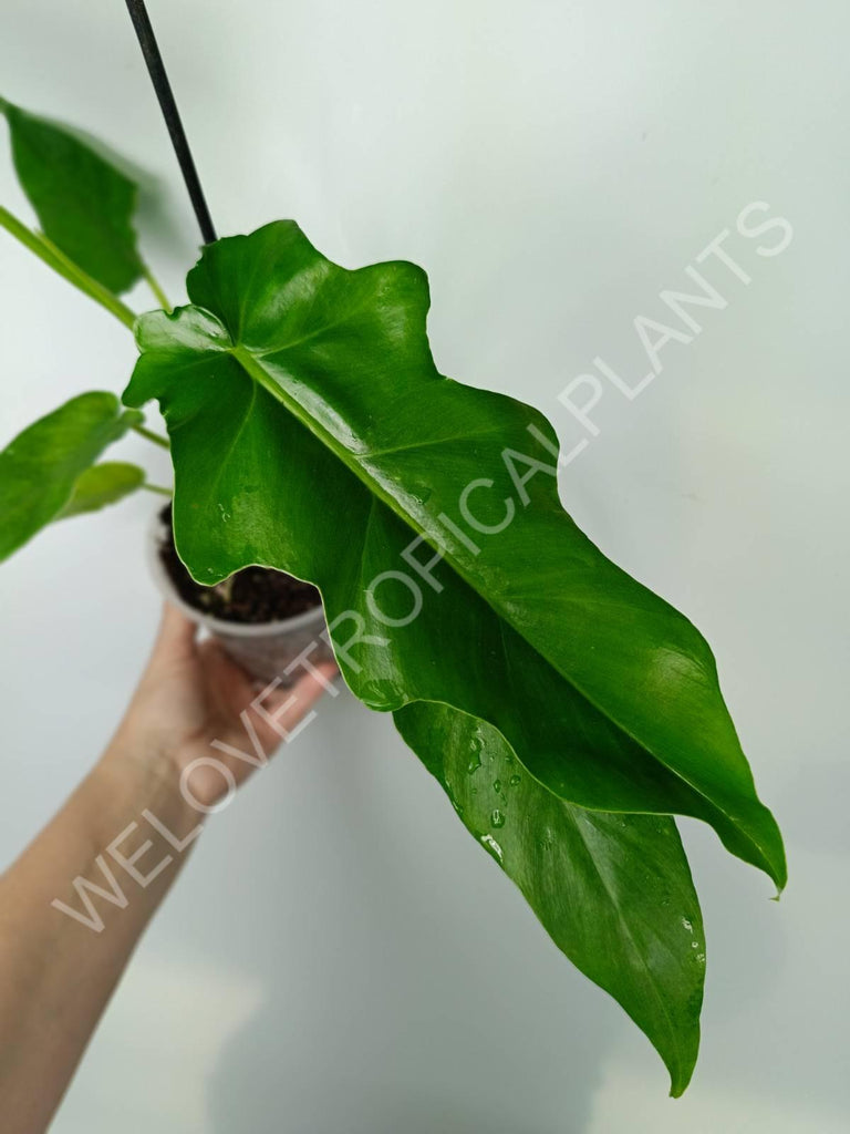 Philodendron bob cee 