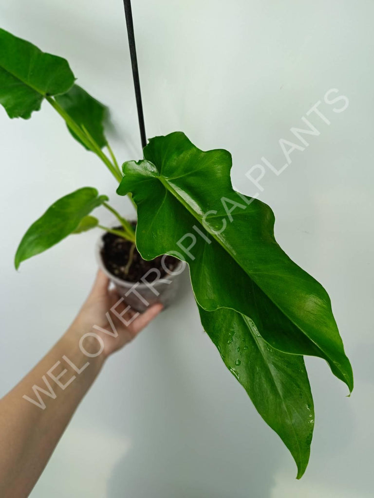 Philodendron bob cee 