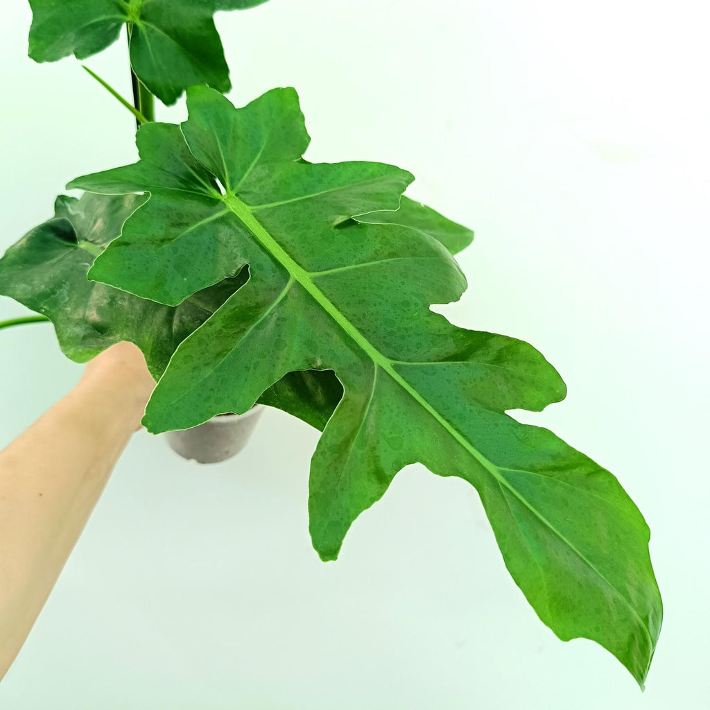 Philodendron bob cee