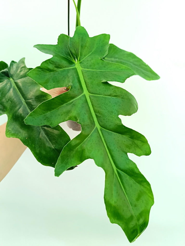 Philodendron bob cee