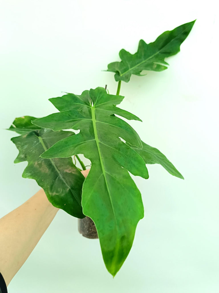 Philodendron bob cee