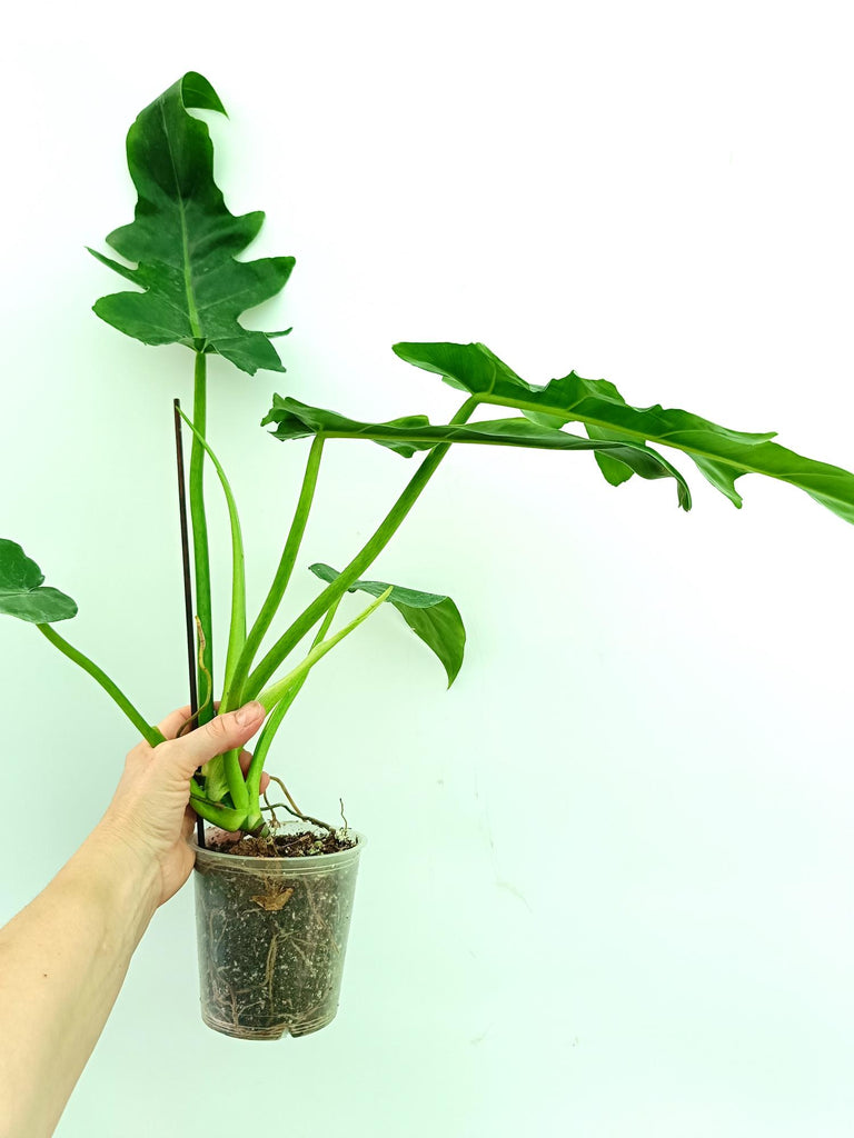 Philodendron bob cee