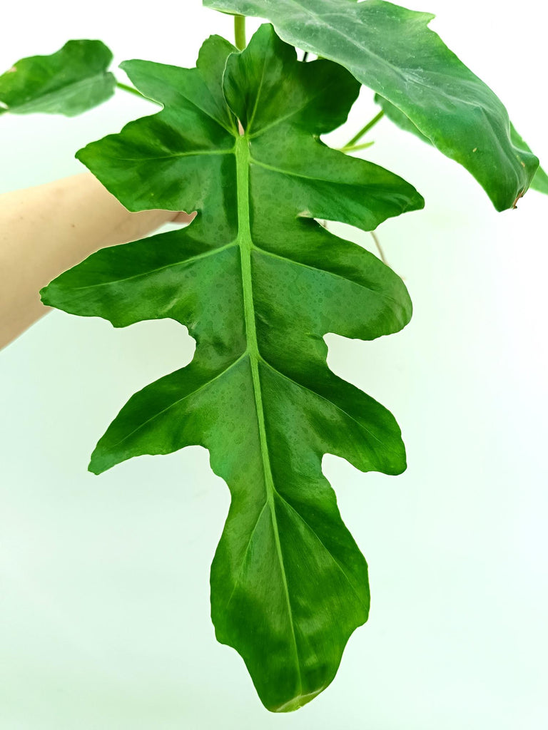 Philodendron bob cee