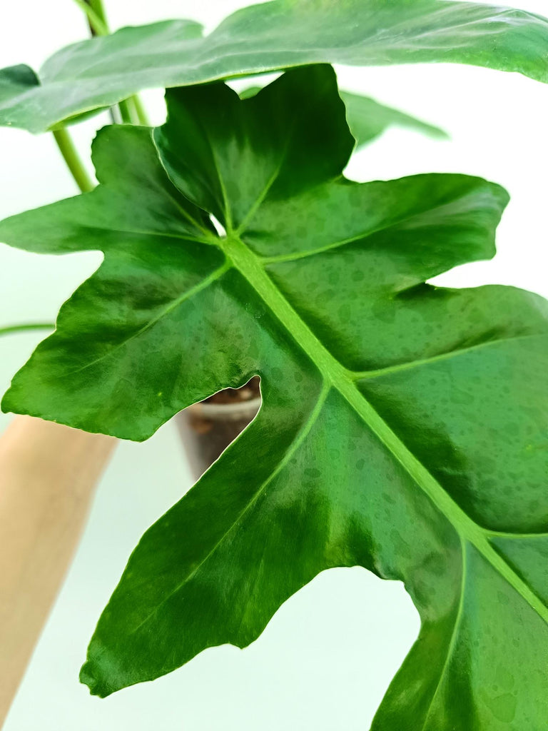 Philodendron bob cee