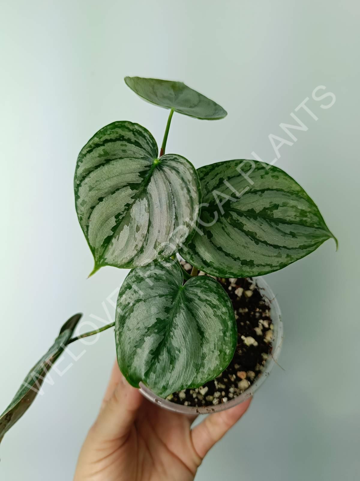philodendron brandtianum ebay Philodendron brandtianum (young plant)