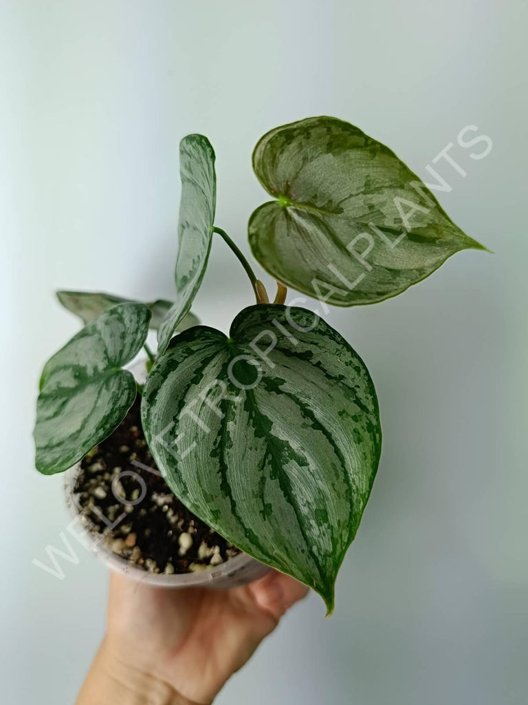 Philodendron brandtianum