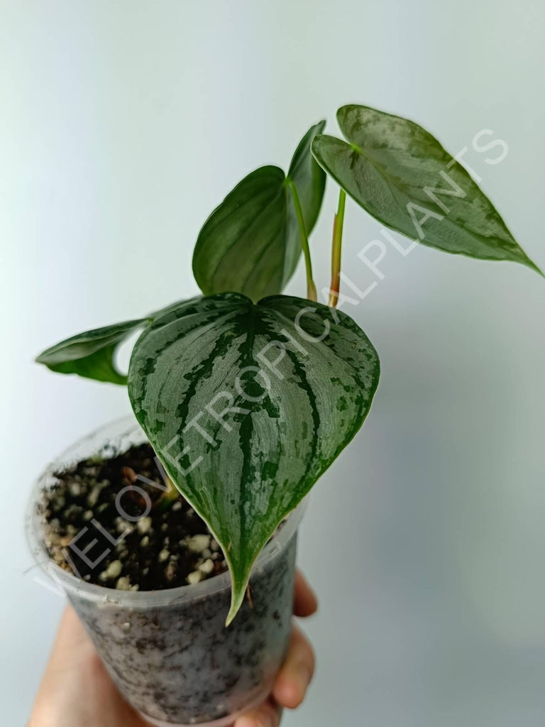 Philodendron brandtianum