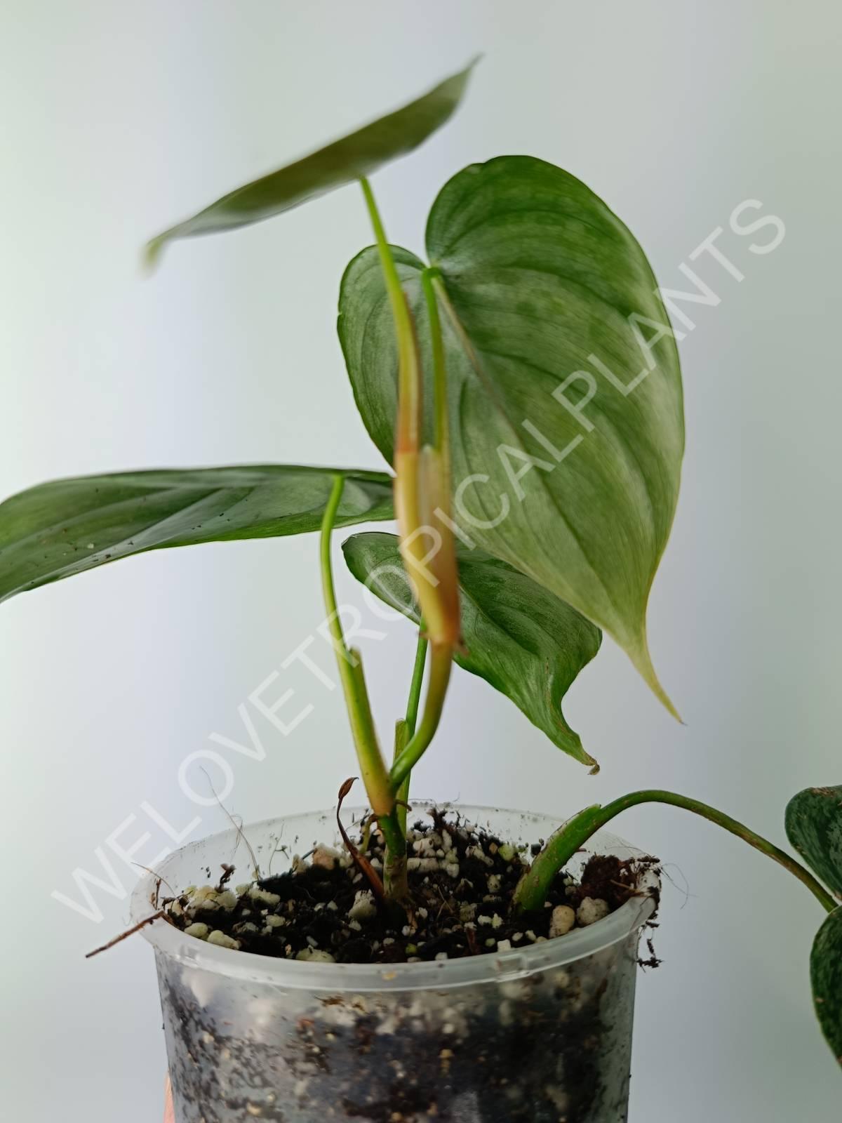 philodendron brandtianum ebay Philodendron brandtianum (young plant)
