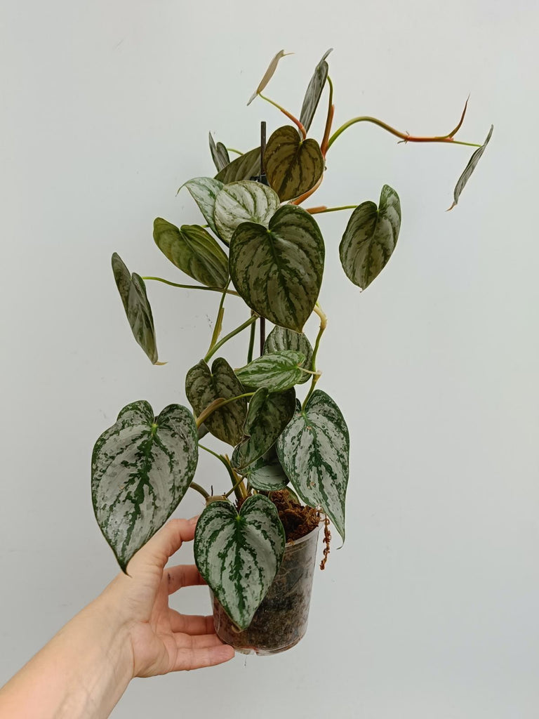 Philodendron brandtianum