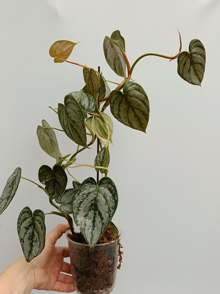 Philodendron brandtianum