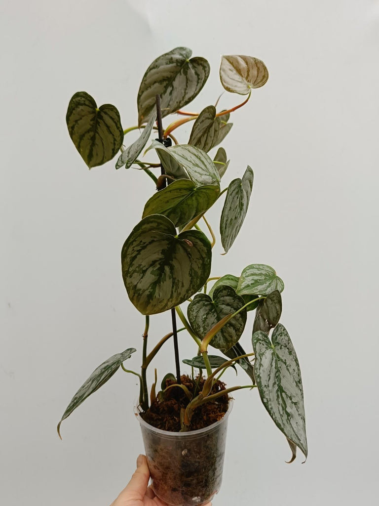 Philodendron brandtianum