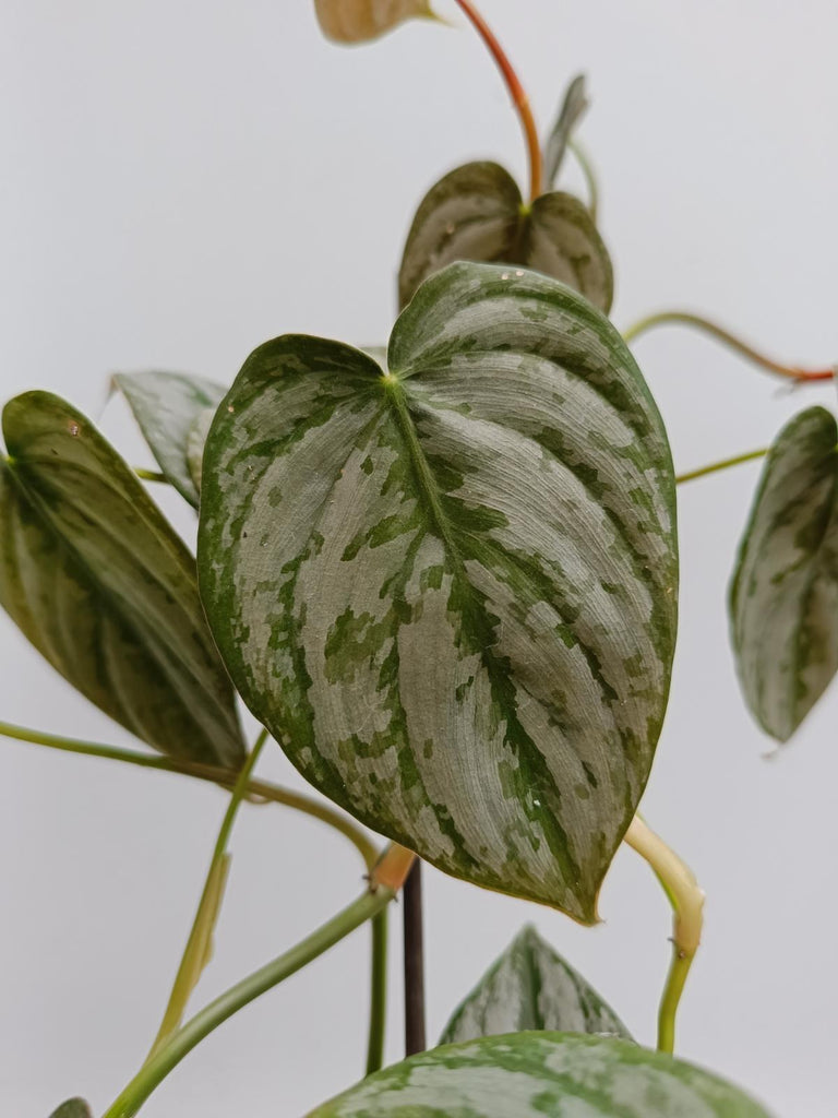 Philodendron brandtianum