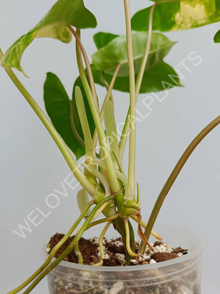 Philodendron burle marx variegata