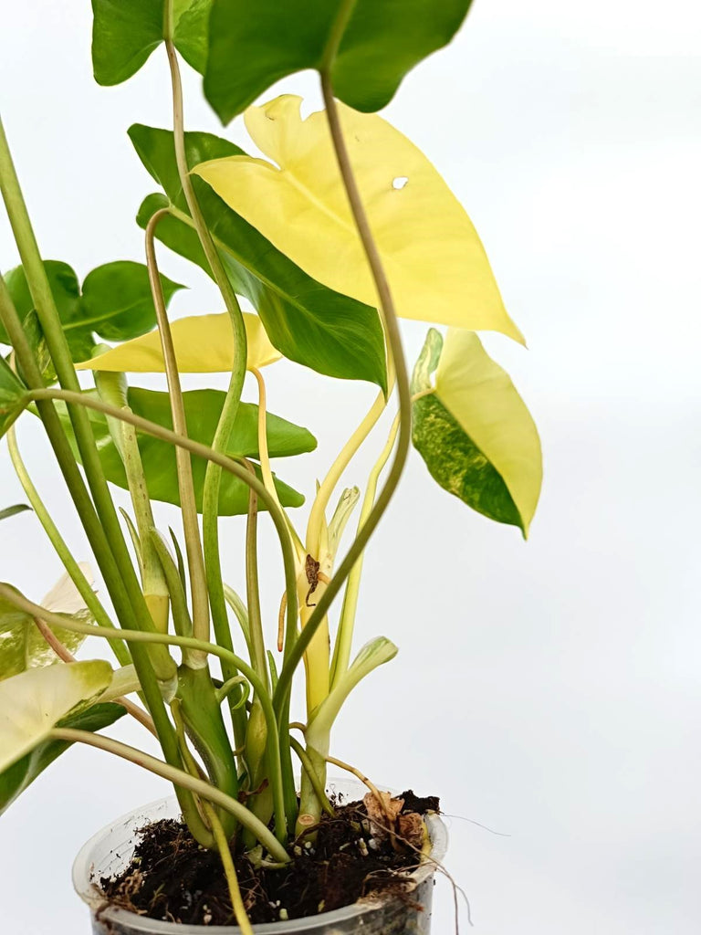 Philodendron burle marx variegata