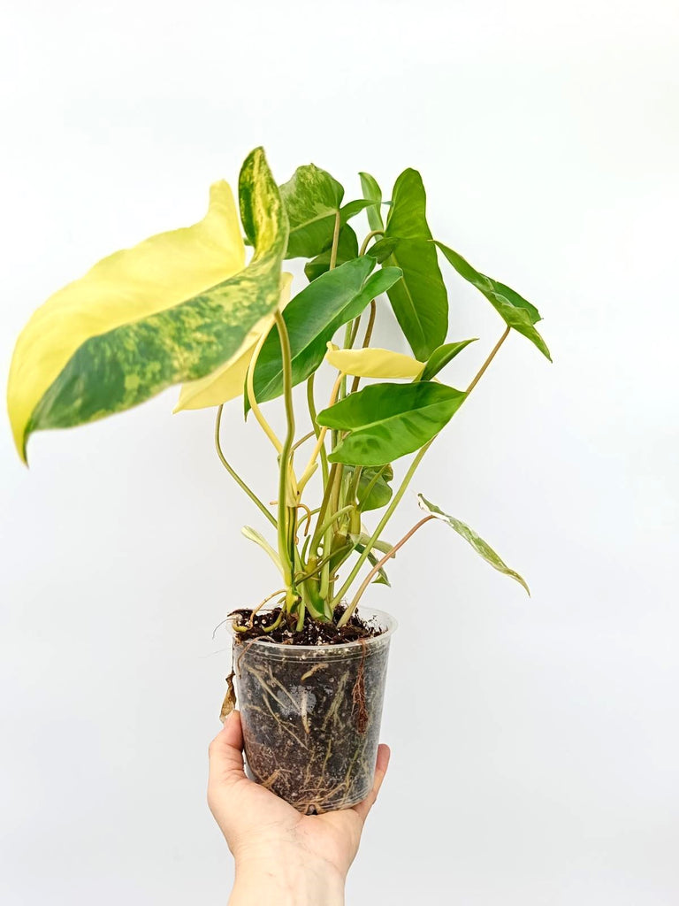 Philodendron burle marx variegata