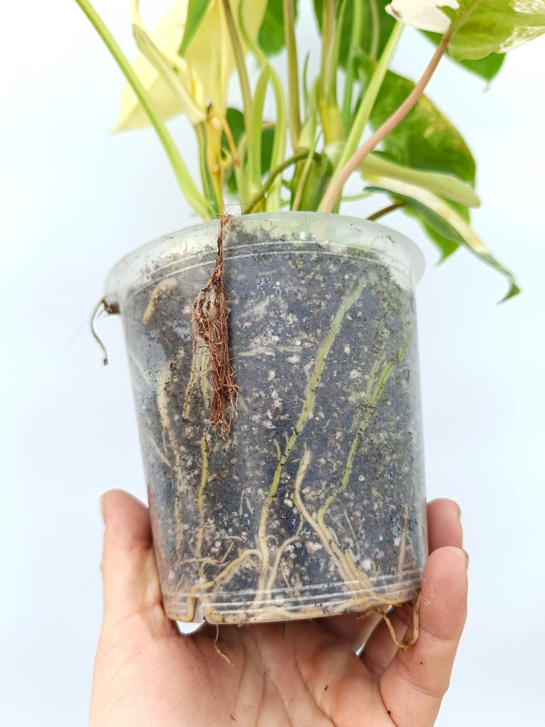 Philodendron burle marx variegata