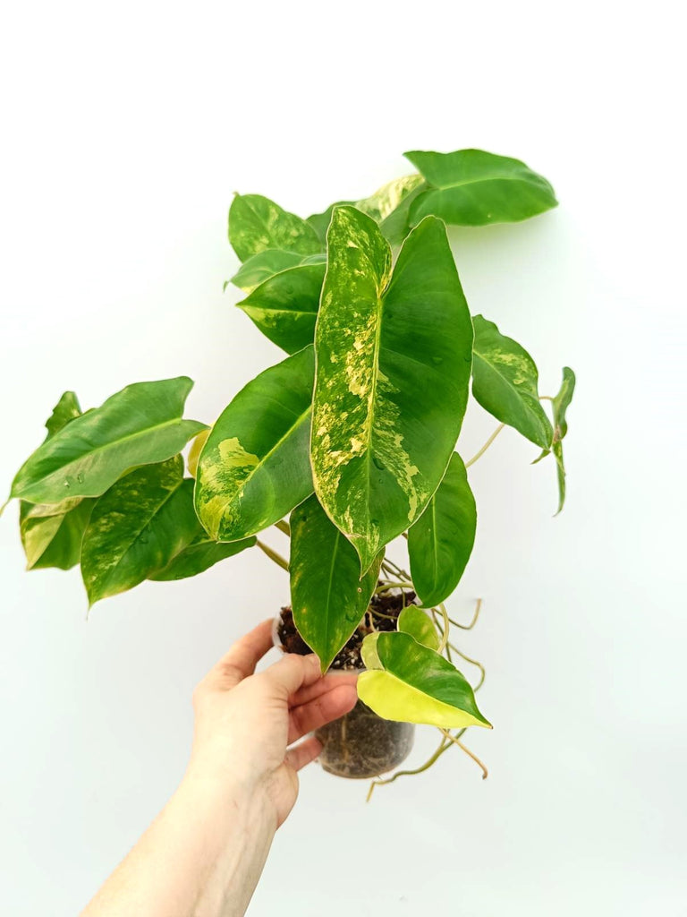 Philodendron burle marx variegata