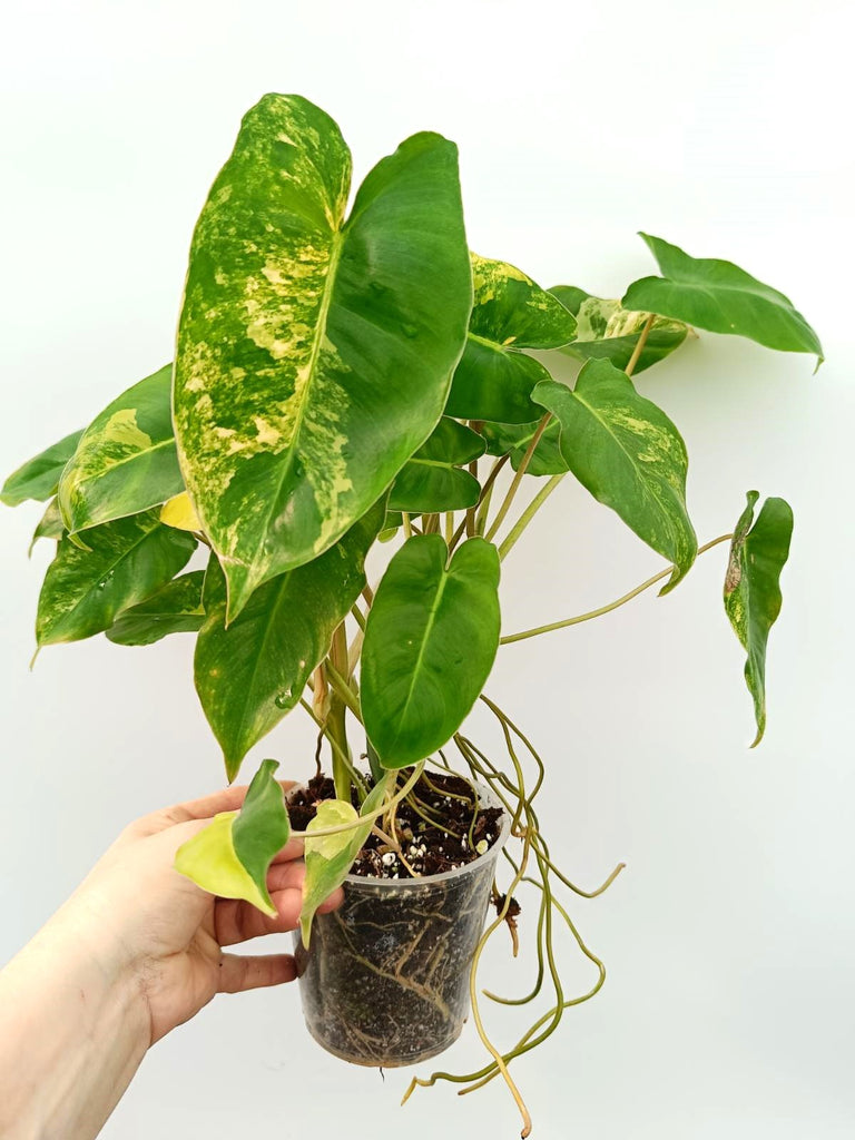 Philodendron burle marx variegata