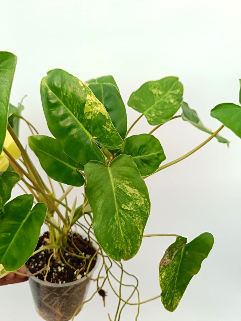 Philodendron burle marx variegata