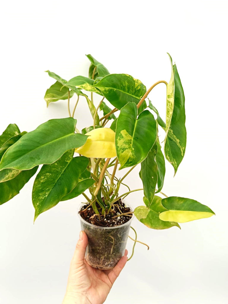 Philodendron burle marx variegata