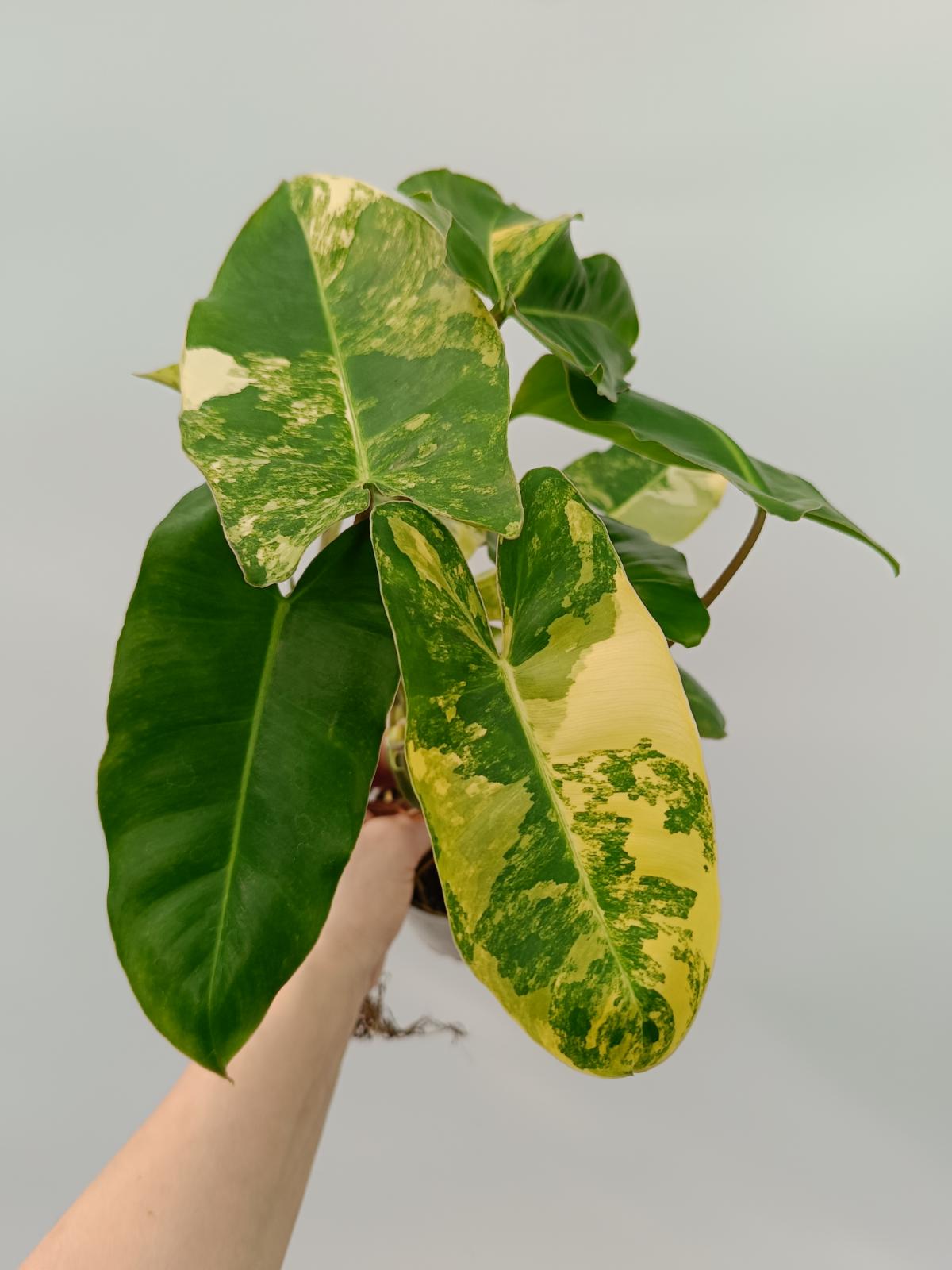 Philodendron burle marx variegata