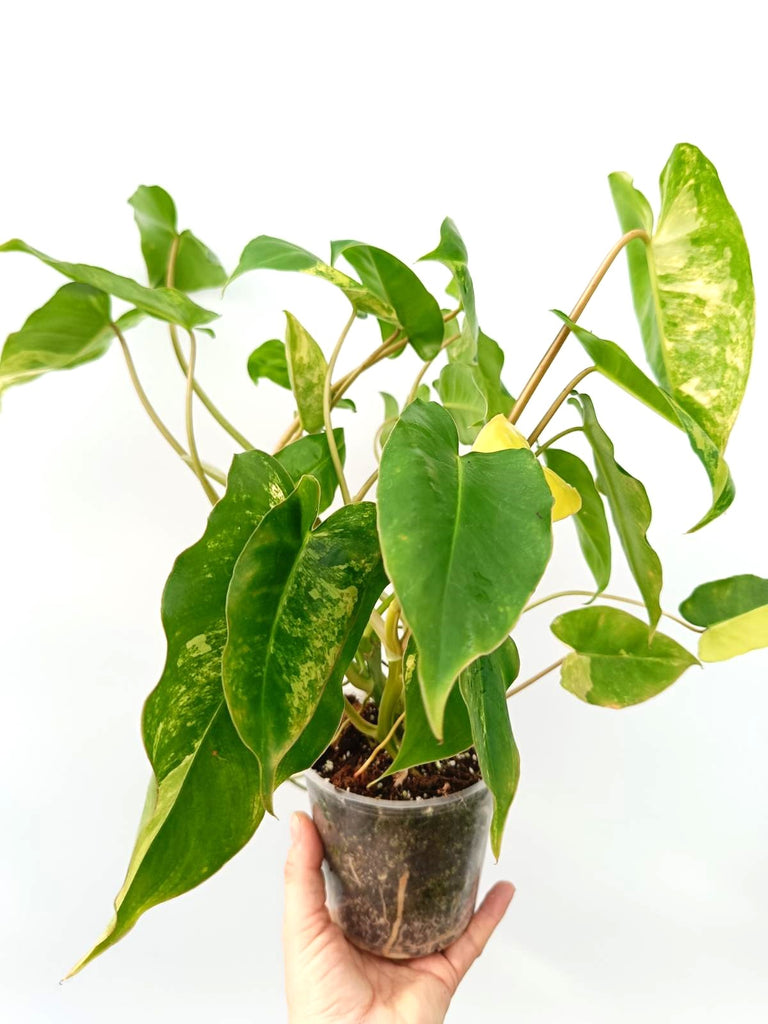 Philodendron burle marx variegata