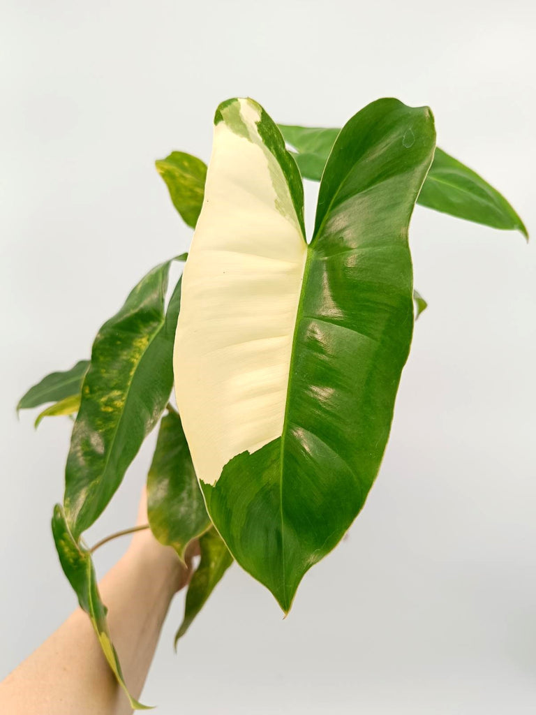 Philodendron burle marx variegata