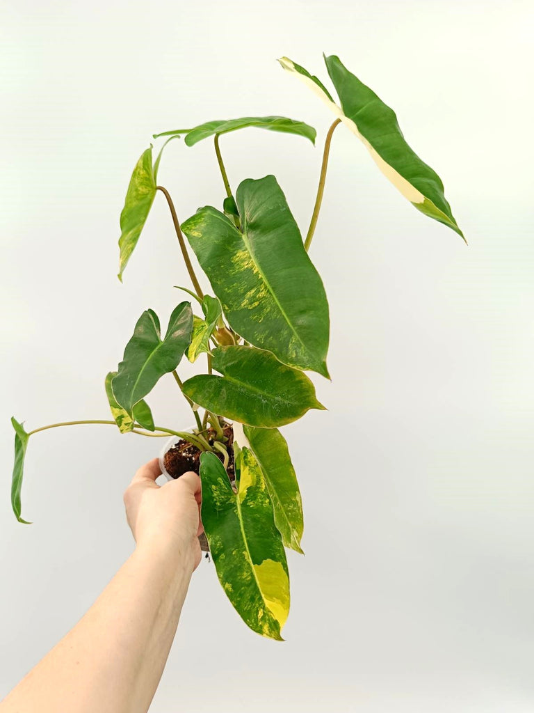 Philodendron burle marx variegata