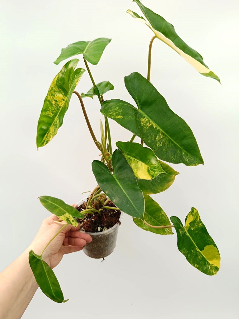 Philodendron burle marx variegata