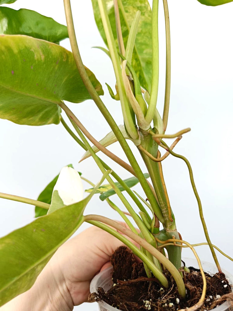 Philodendron burle marx variegata