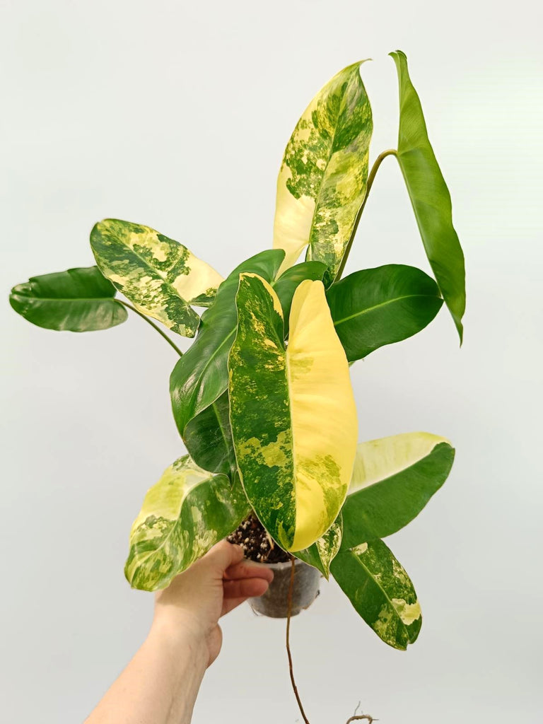 Philodendron burle marx variegata