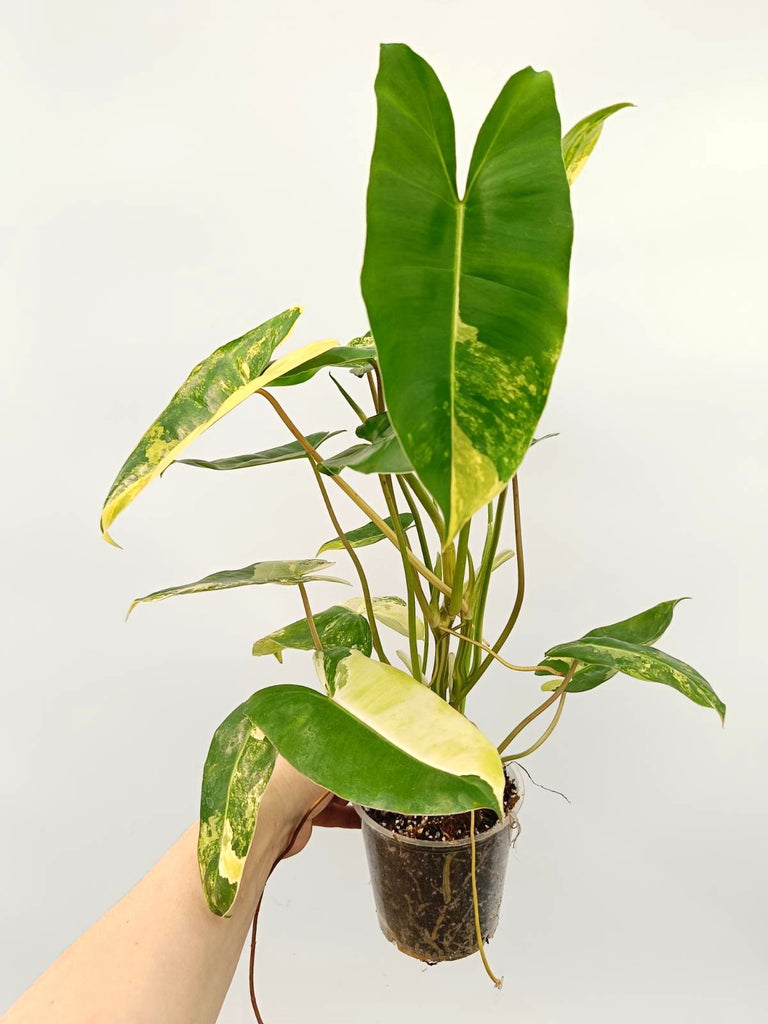 Philodendron burle marx variegata