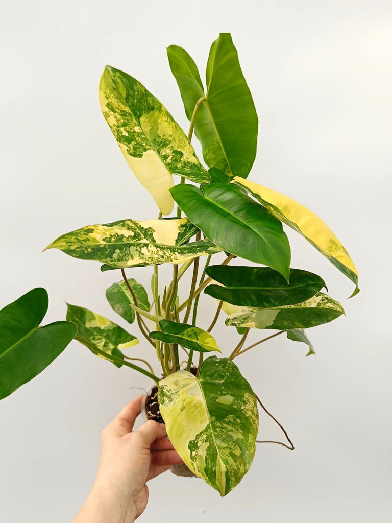 Philodendron burle marx variegata