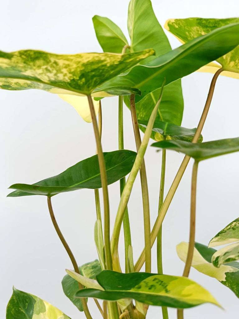 Philodendron burle marx variegata