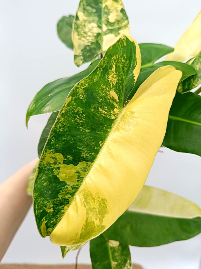 Philodendron burle marx variegata