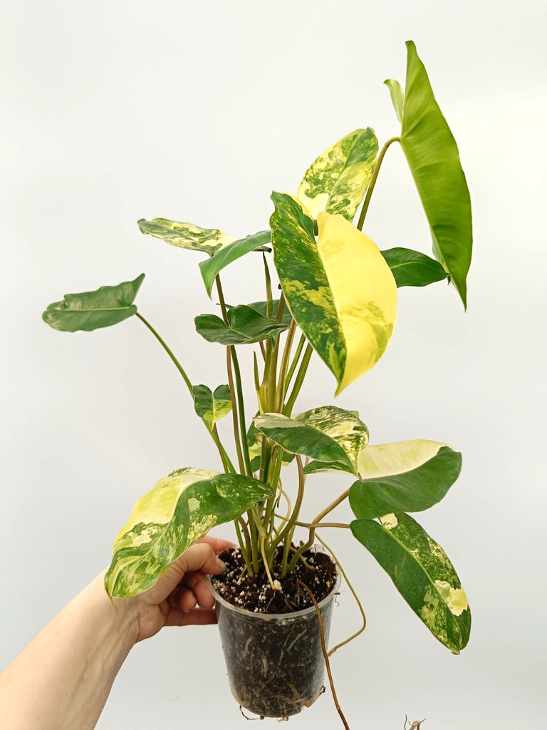 Philodendron burle marx variegata