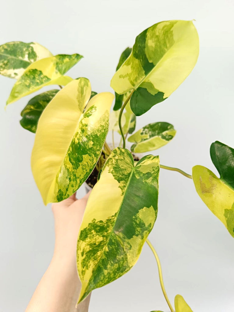 Philodendron burle marx variegata