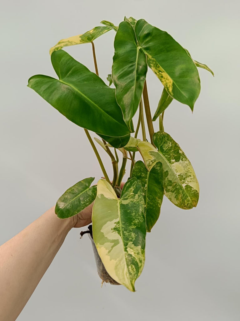 Philodendron burle marx variegata