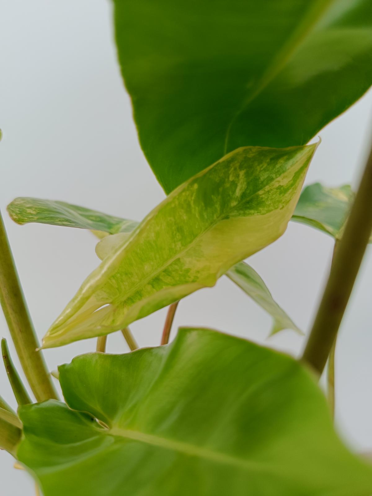 Philodendron burle marx variegata