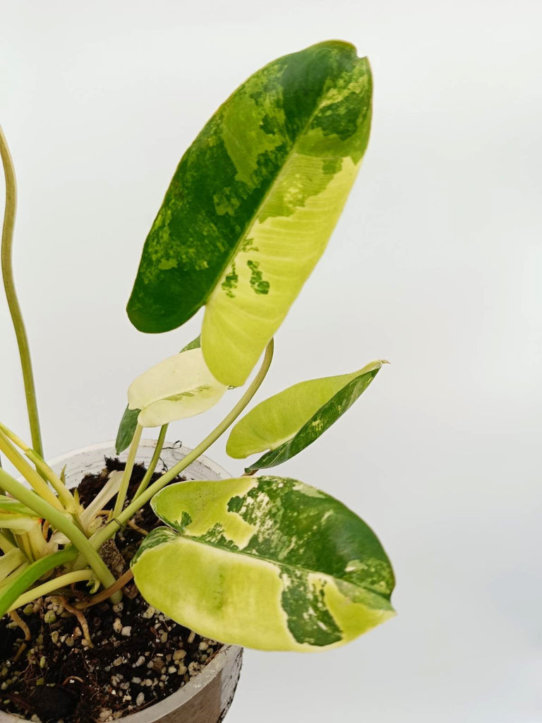 Philodendron burle marx variegata