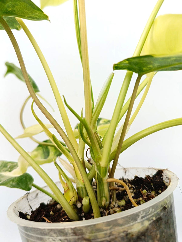 Philodendron burle marx variegata