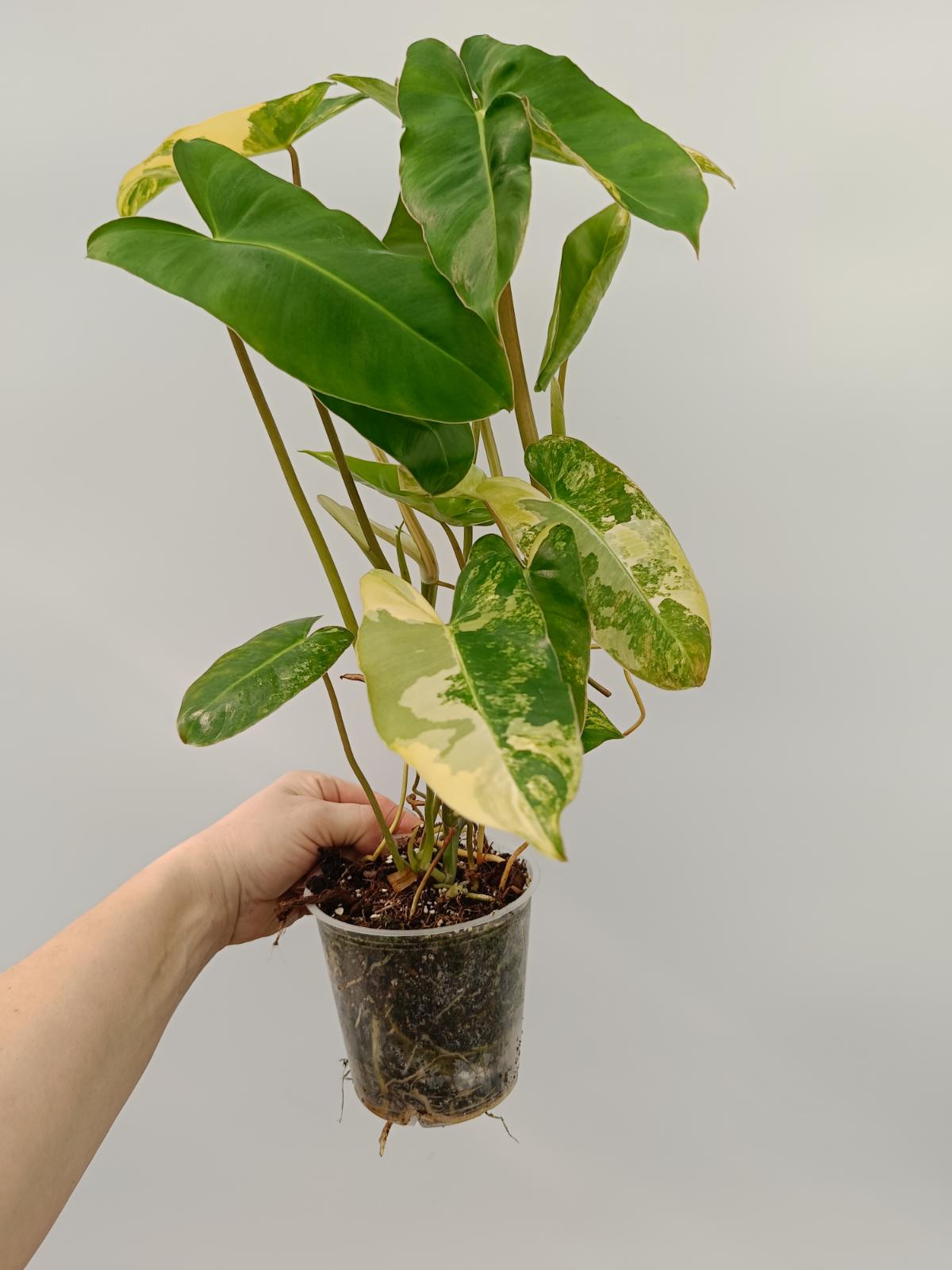 Philodendron burle marx variegata