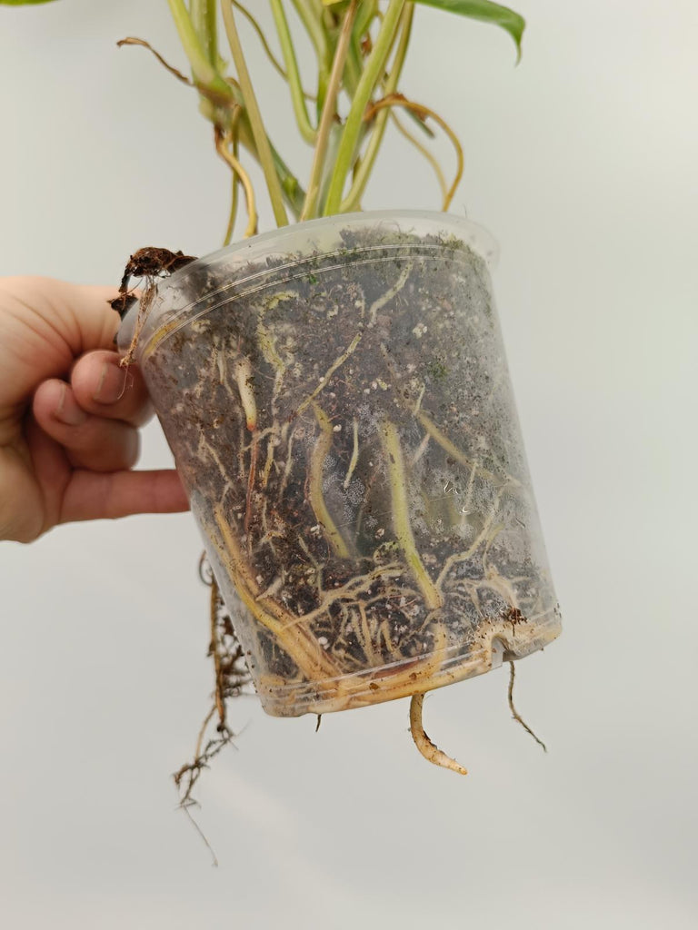 Philodendron burle marx variegata