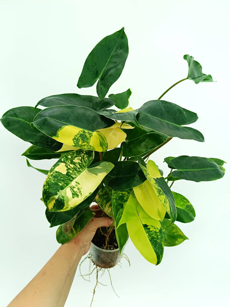 Philodendron burle marx variegata
