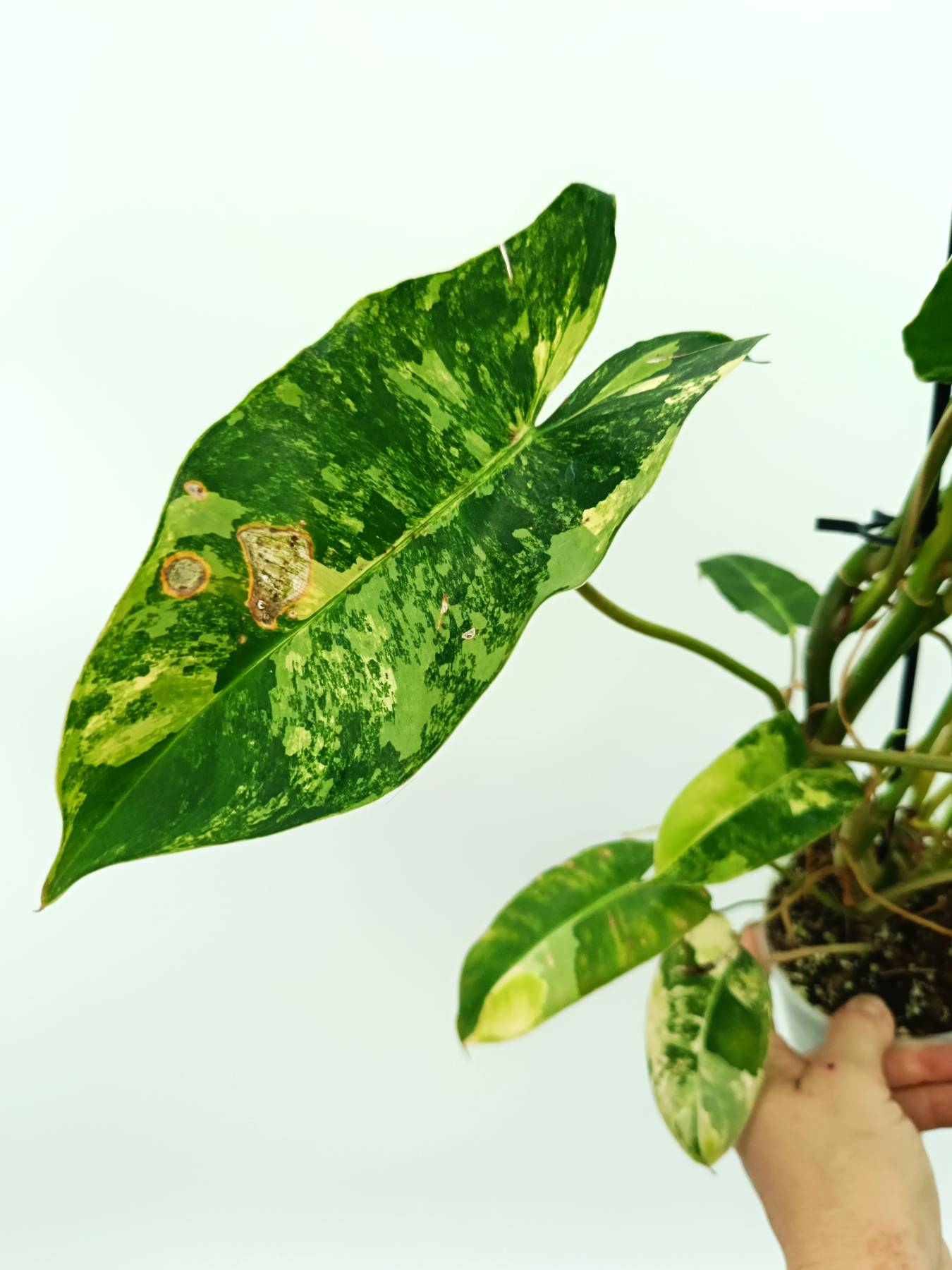 philodendron burle marx price philippines Philodendron burle marx variegata