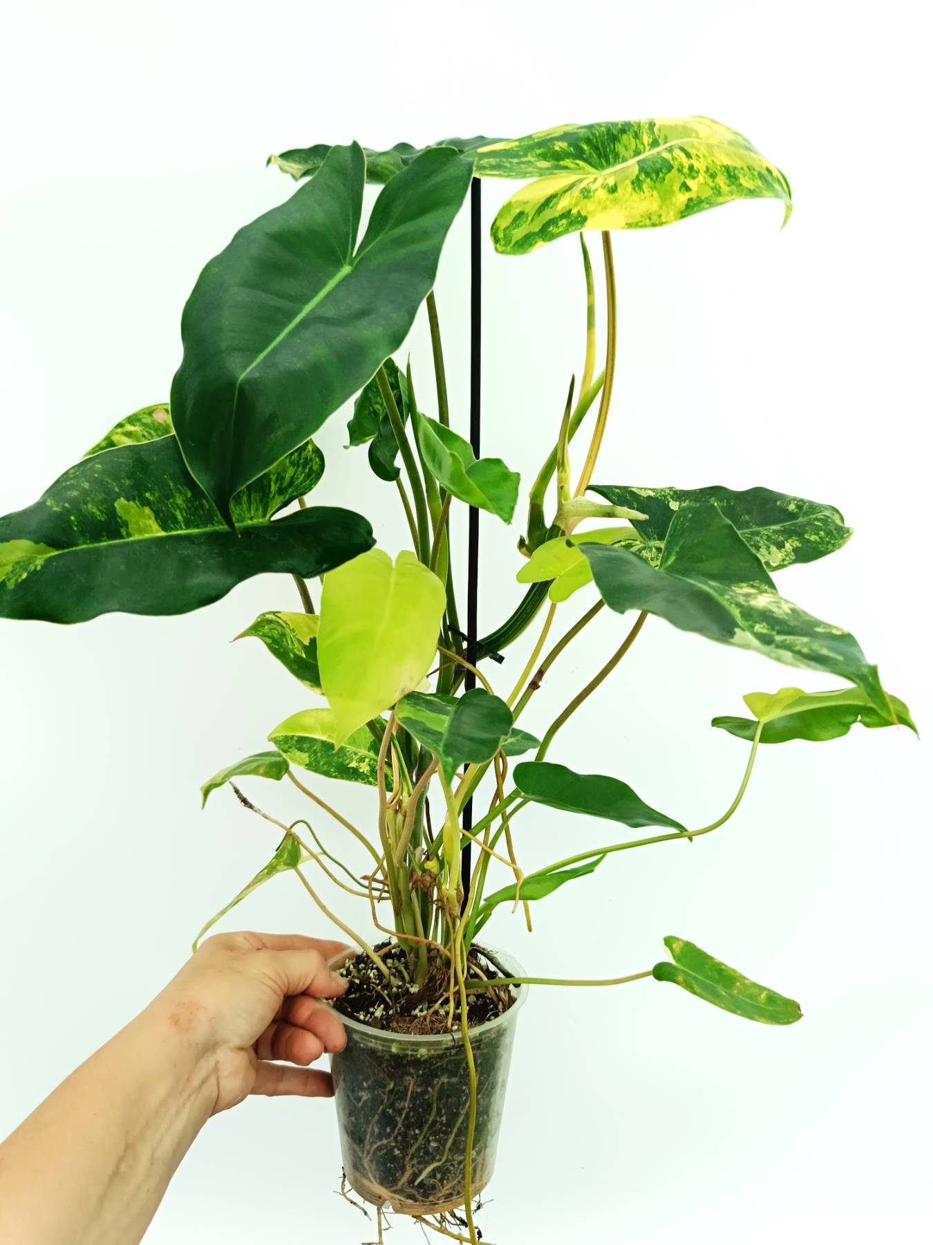 mature philodendron burle marx Philodendron burle marx variegata