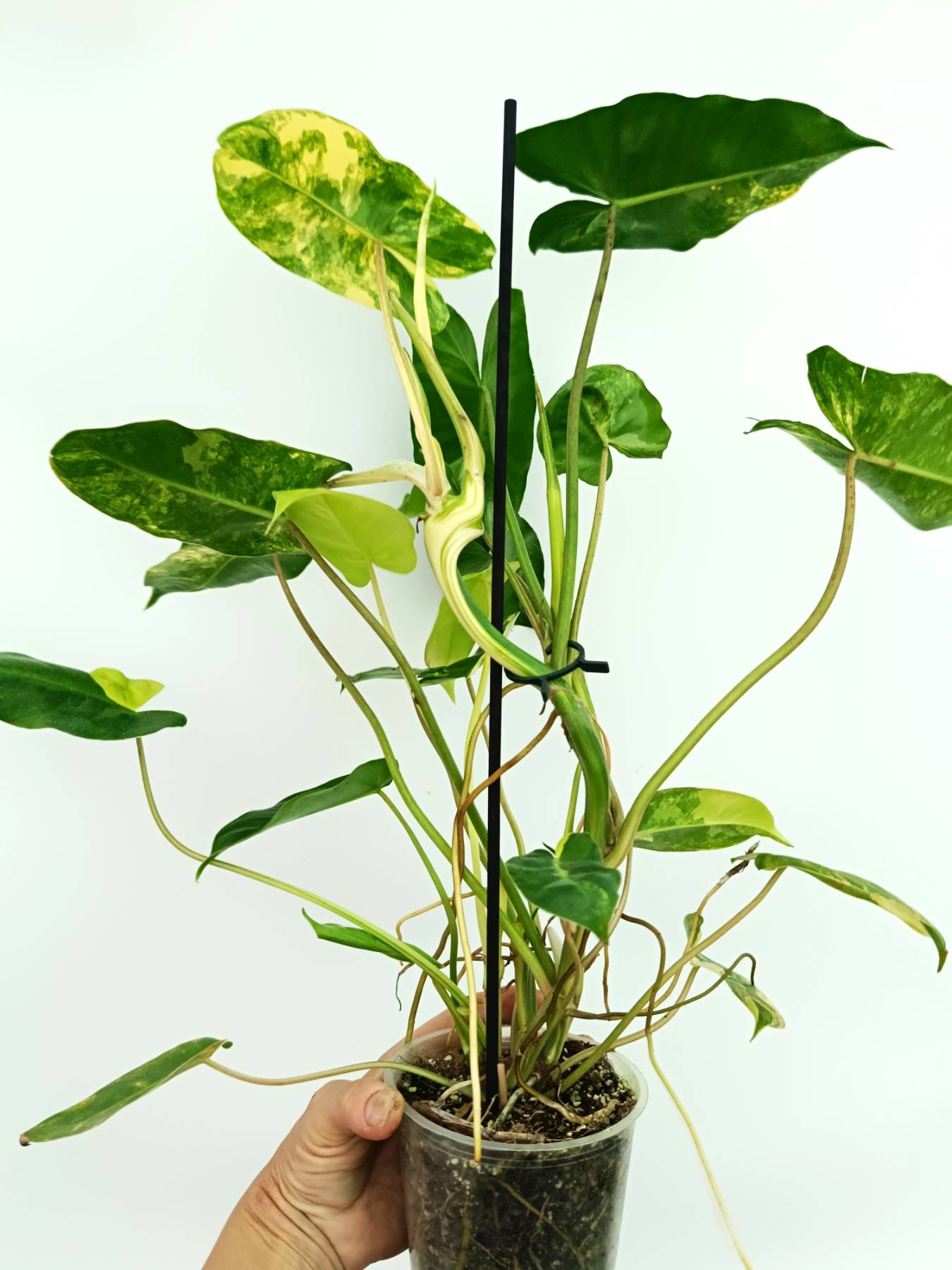 burle marx philodendron Philodendron burle marx variegata