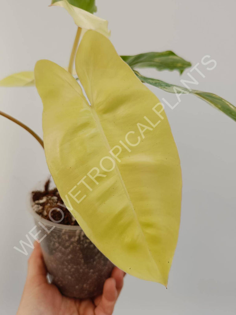 Philodendron burle marx variegata