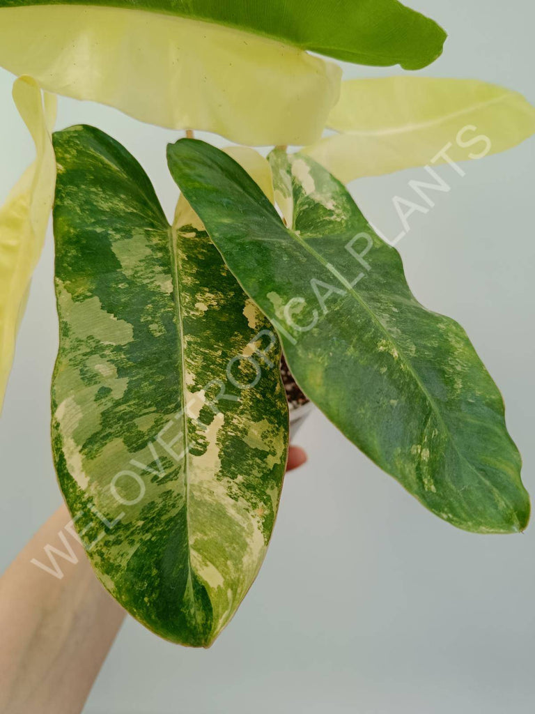 Philodendron burle marx variegata